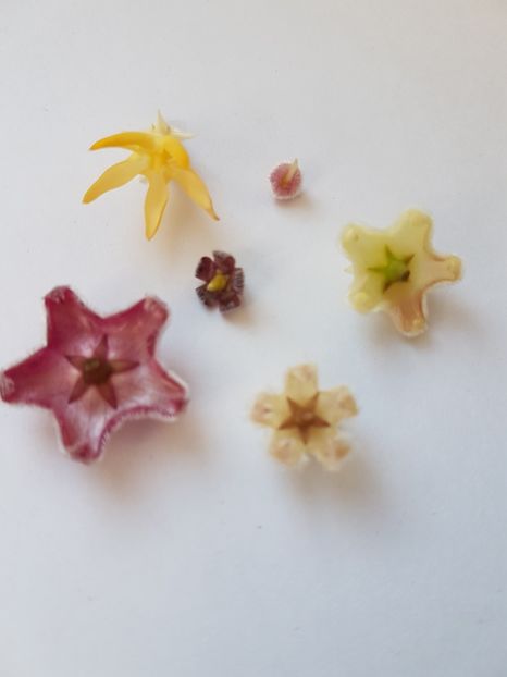 Cu coditetele in sus - 0 hoya infloriri in grup