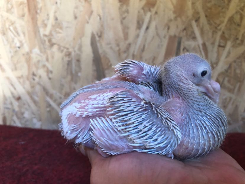 Nr.1 - ZZ---ARHIVA- Iepuri