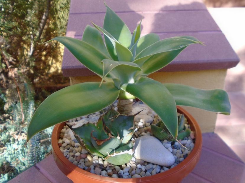 Grup de 4 agave - Agave si Yucca 2019