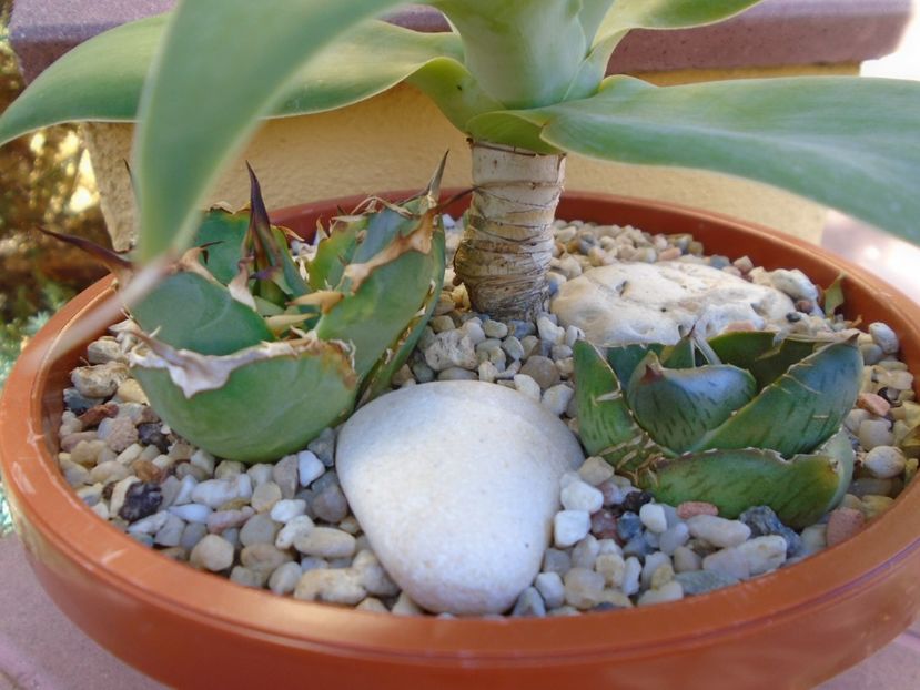Agave pumila nana - Agave si Yucca 2019
