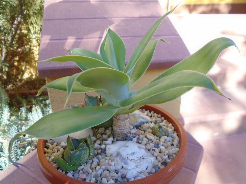 Agave attenuata - Agave si Yucca 2019