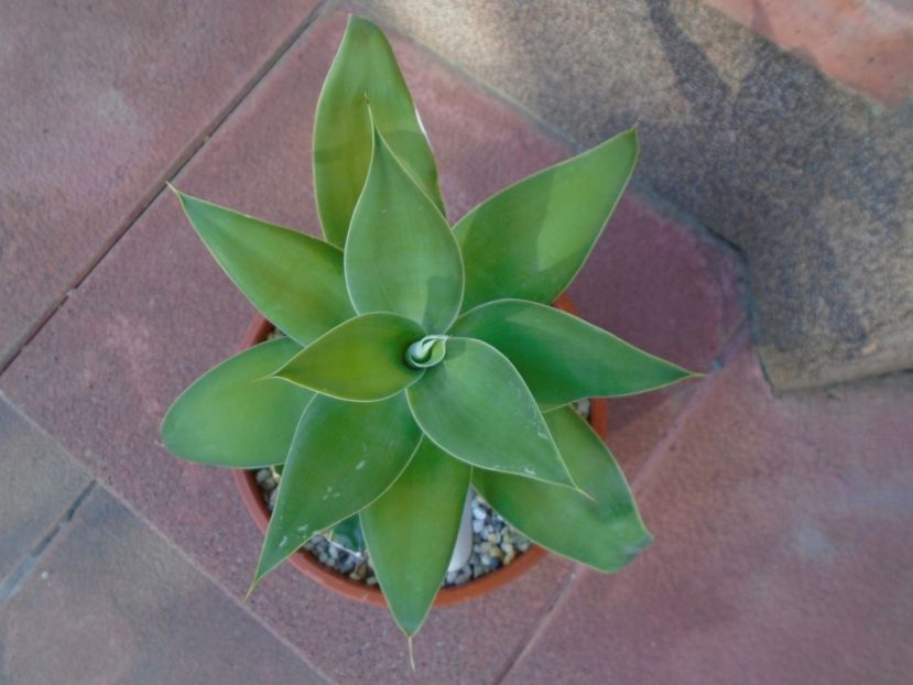 Agave attenuata - Agave si Yucca 2019