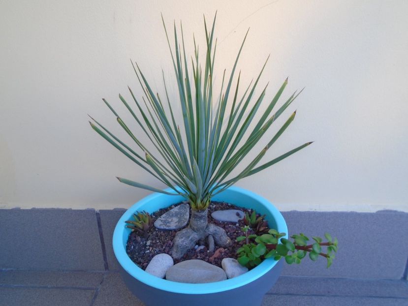 Yucca rostrata - Agave si Yucca 2019
