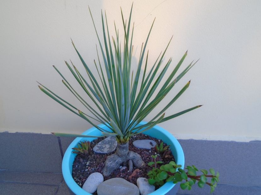 Yucca rostrata - Agave si Yucca 2019