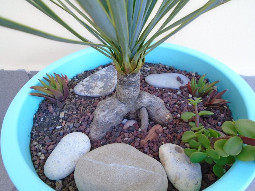 Yucca rostrata - Agave si Yucca 2019