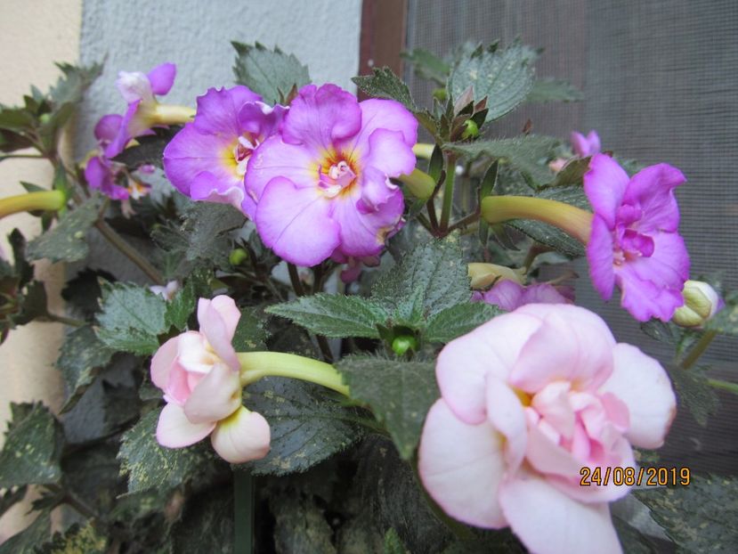 Guadalupe - ACHIMENES 2020 - VANZARI HIBRIZI