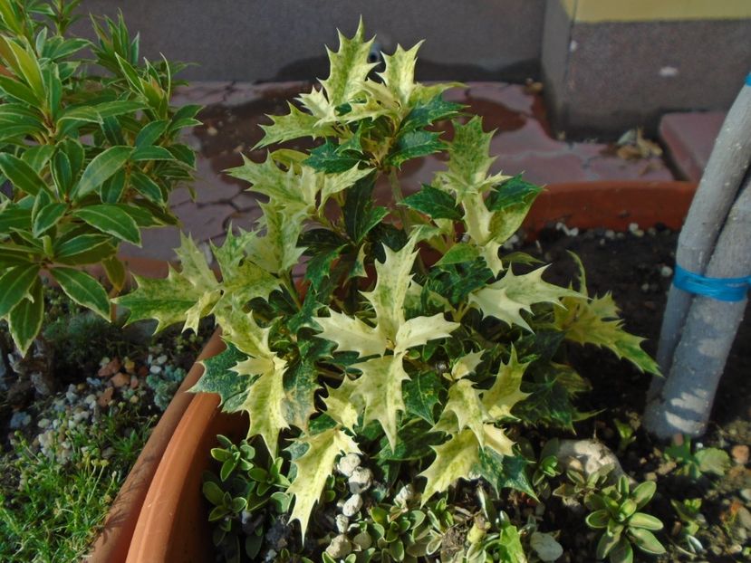 Osmanthus heterophyllus - r Vara 2016-2017-2018-2019