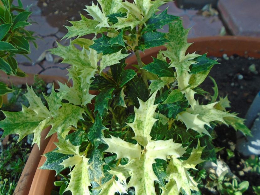 Osmanthus heterophyllus - r Vara 2016-2017-2018-2019