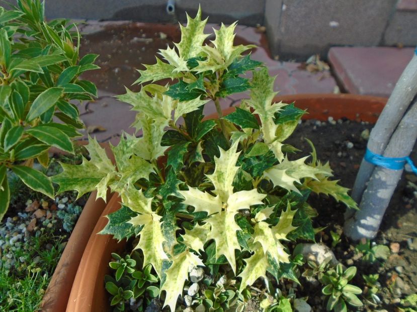 Osmanthus heterophyllus - r Vara 2016-2017-2018-2019