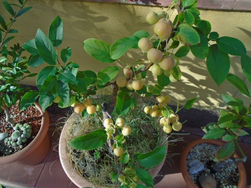 Mar decorativ - r Vara 2016-2017-2018-2019