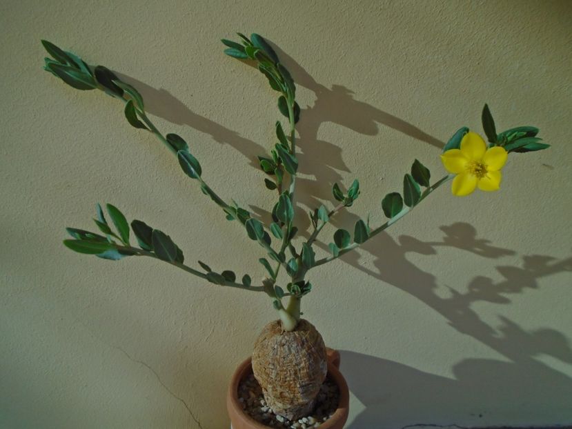 Talinum caffrum - Caudiciforme si bulbi 2019