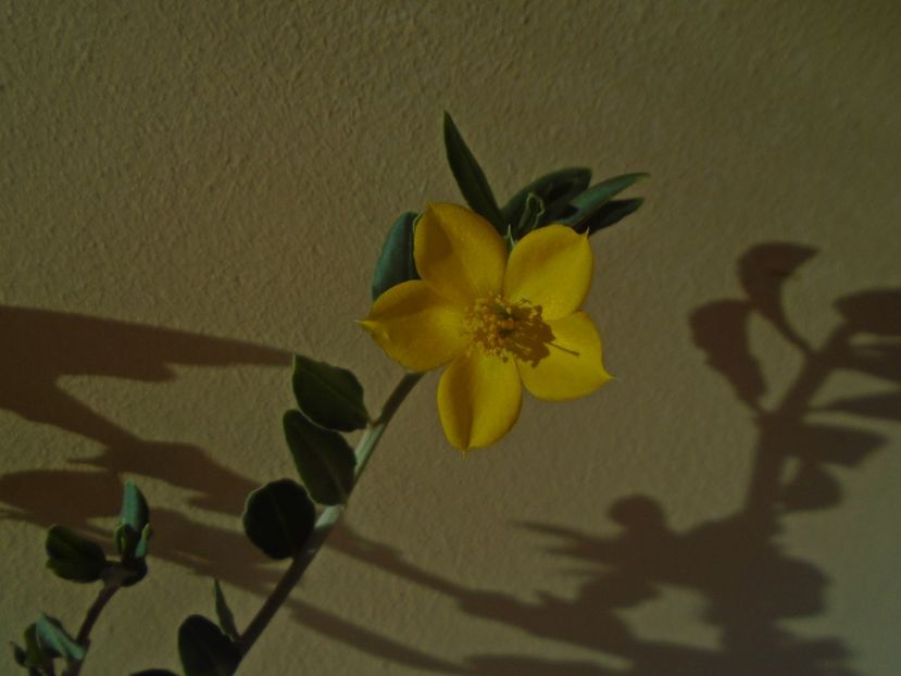Talinum caffrum - Caudiciforme si bulbi 2019