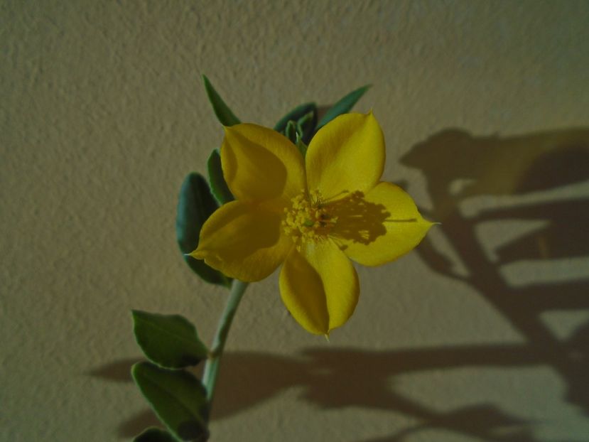 Talinum caffrum - Caudiciforme si bulbi 2019