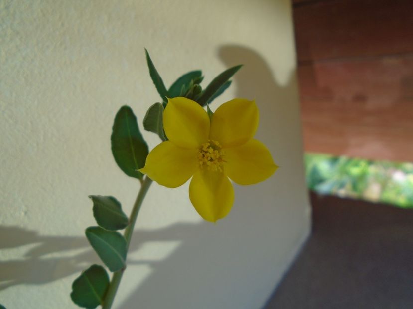 Talinum caffrum - Caudiciforme si bulbi 2019