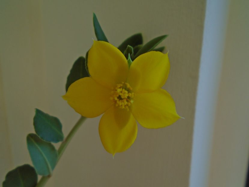 Talinum caffrum - Caudiciforme si bulbi 2019
