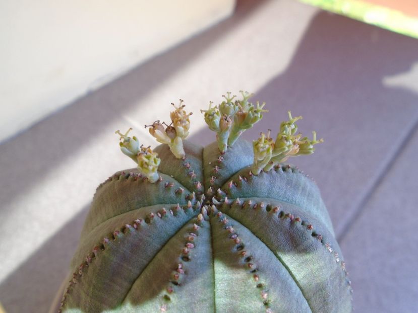 Euphorbia obesa - Suculente 2019