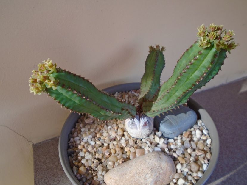 Euphorbia tubiglans - Suculente 2019