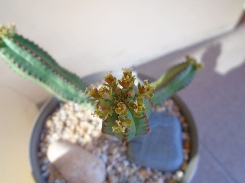 Euphorbia tubiglans - Suculente 2019