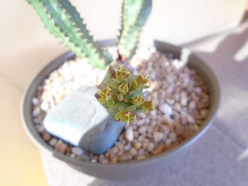 Euphorbia tubiglans - Suculente 2019