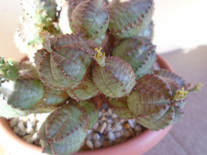 Euphorbia pseudoglobosa - Suculente 2019
