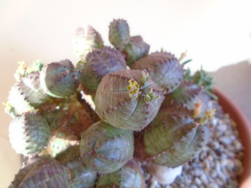 Euphorbia pseudoglobosa - Suculente 2019