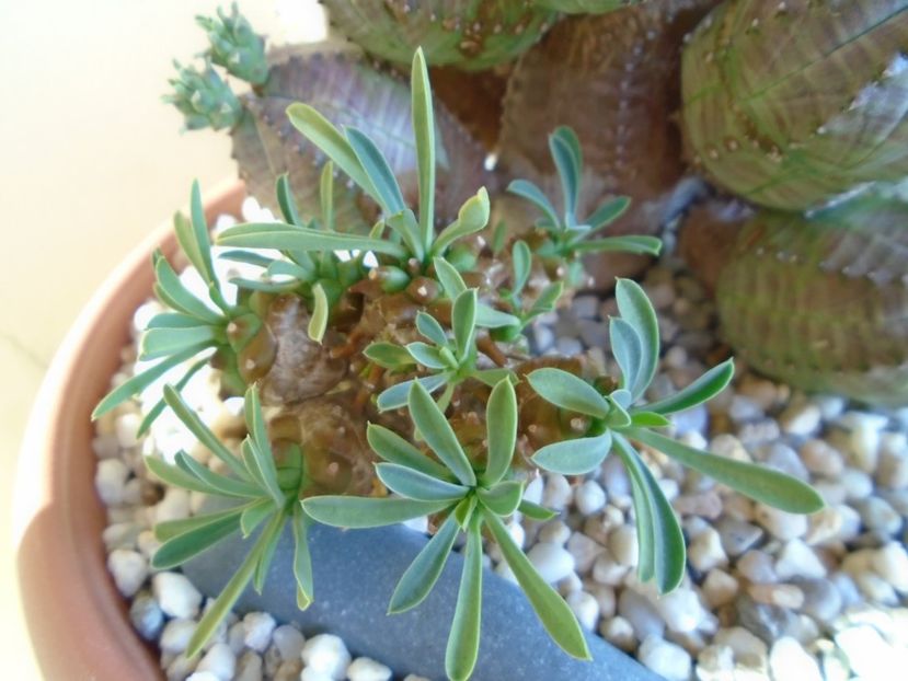 Euphorbia x japonica - Suculente 2019