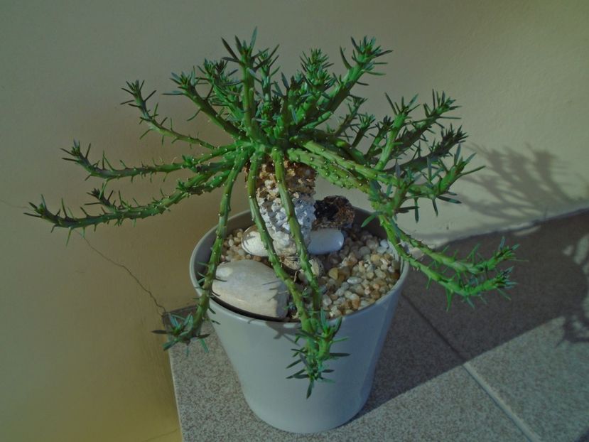 Euphorbia flanaganii (caput-medusae) - Suculente 2019