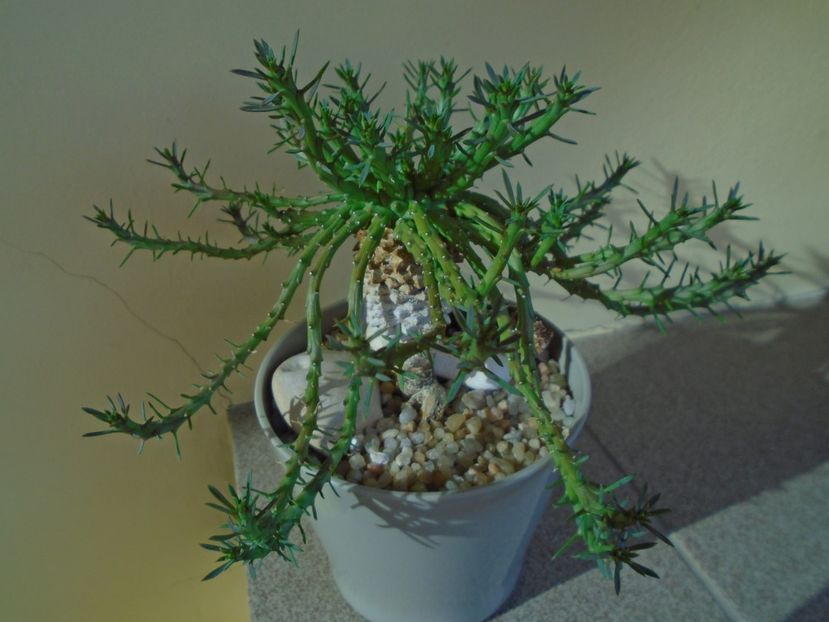 Euphorbia flanaganii (caput-medusae) - Suculente 2019