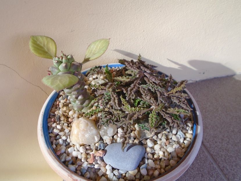 Euphorbia decaryi & Monadenium ritchiei - Suculente 2019
