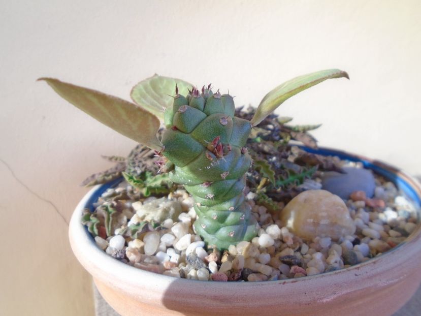 Monadenium ritchiei - Suculente 2019