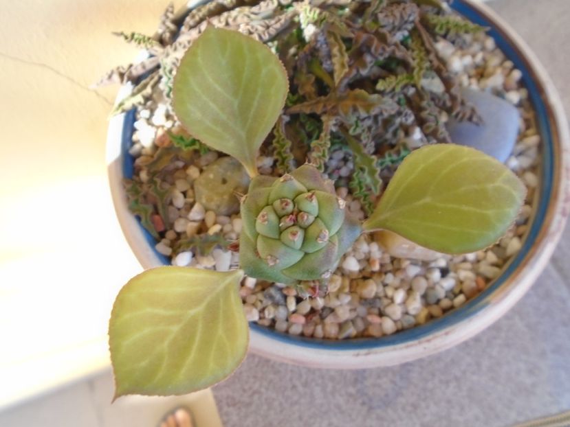 Monadenium ritchiei - Suculente 2019