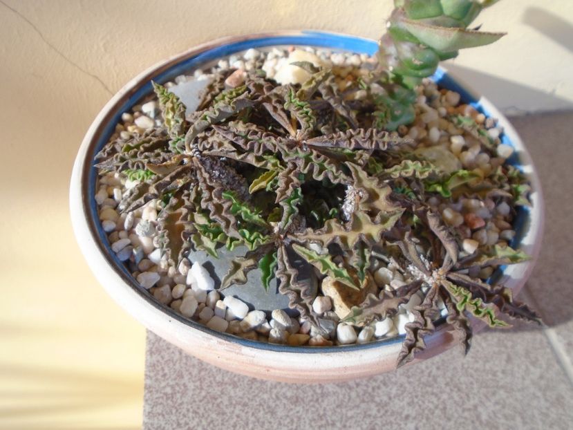 Euphorbia decaryi - Suculente 2019