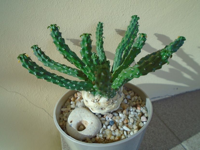 Euphorbia inermis - Suculente 2019
