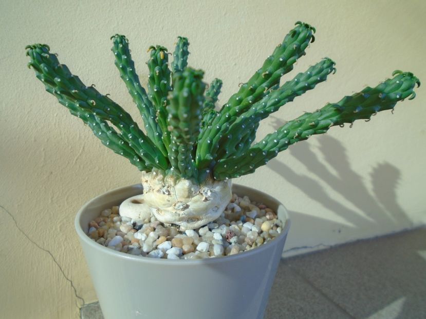 Euphorbia inermis - Suculente 2019