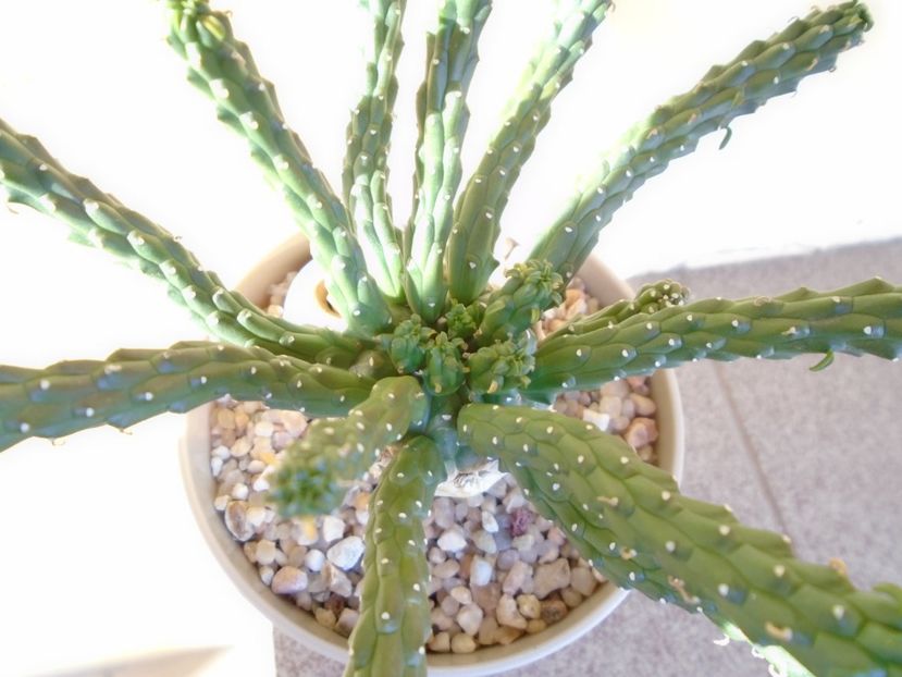 Euphorbia inermis - Suculente 2019
