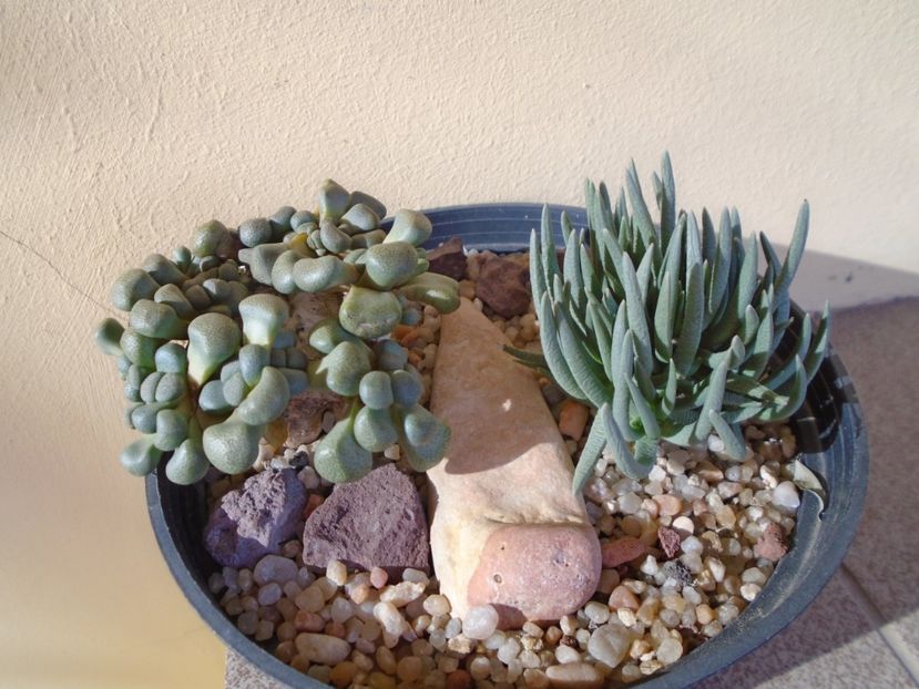 Marlothistella ubiondalensis & Aloinopsis schooneesii - Suculente 2019