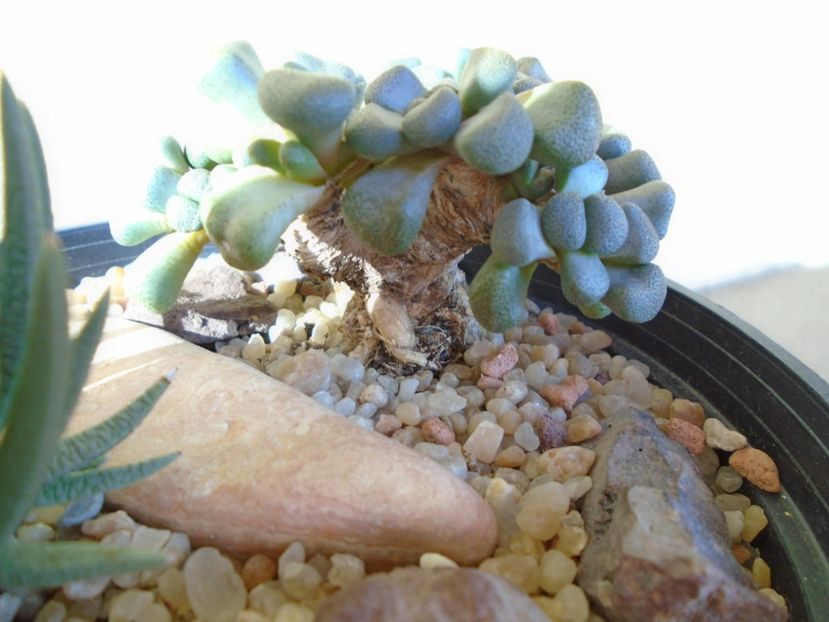 Aloinopsis schooneesii - Suculente 2019