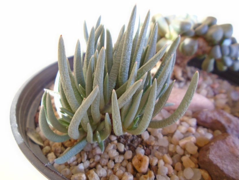 Marlothistella ubiondalensis - Suculente 2019