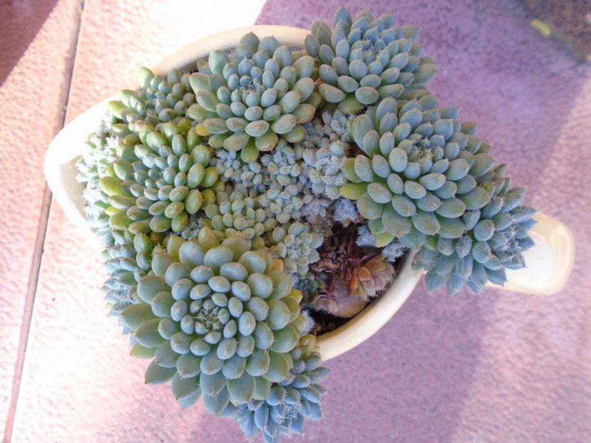 Echeveria setosa v. deminuta - Suculente 2019