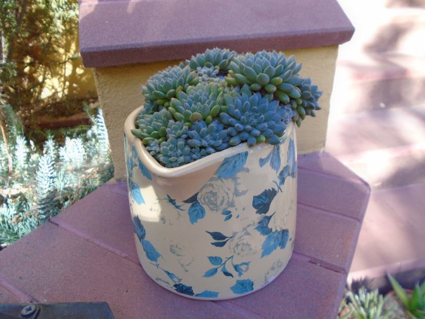 Echeveria setosa v. deminuta - Suculente 2019