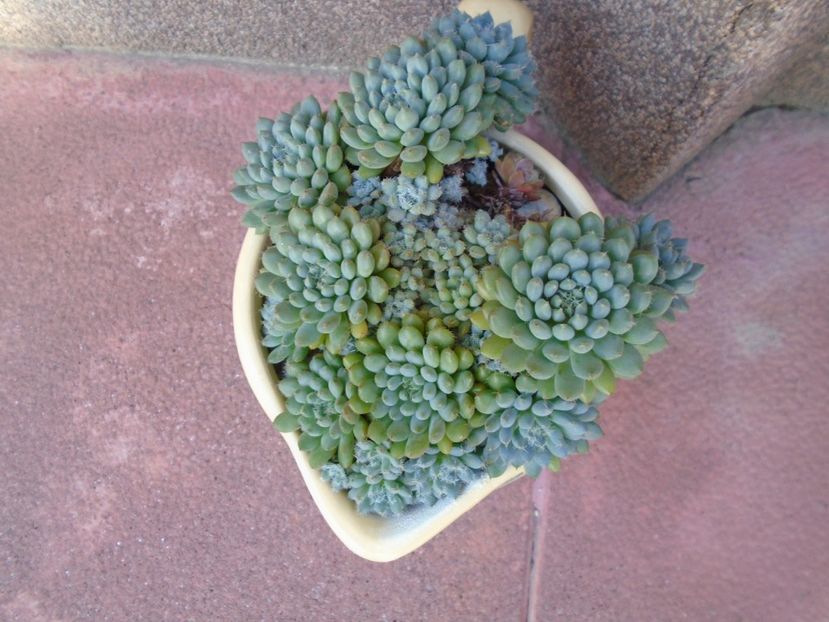 Echeveria setosa v. deminuta - Suculente 2019