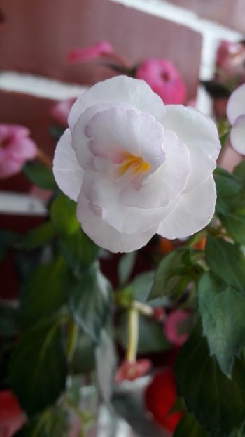  - Frumoasa necunoscuta