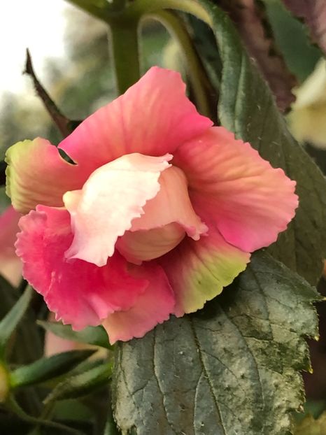 83DFD0D0-53E3-4738-9111-632CA733BC5E - Mad Parrot X - S Saliba