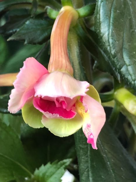 C585D43D-F8A0-4FF5-9F2B-8FB16B1E615F - Mad Parrot X - S Saliba