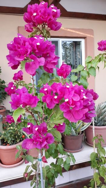  - Bougainvillea 2019-2020