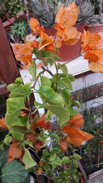  - Bougainvillea 2019-2020