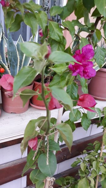  - Bougainvillea 2019-2020