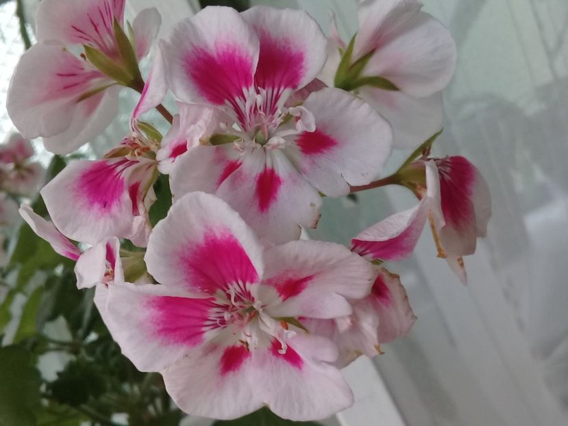 20190831_170019(0) - Mușcate 2019