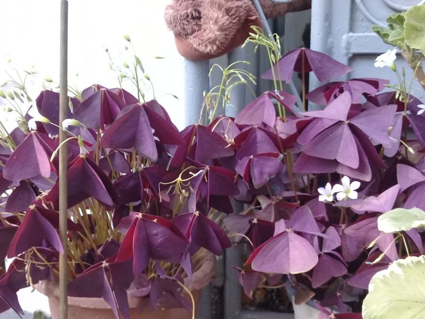  - Oxalis