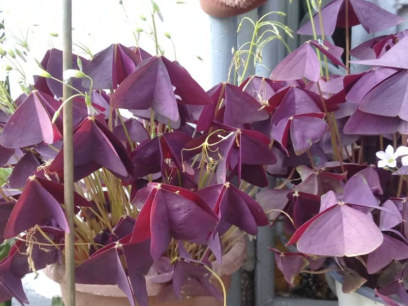  - Oxalis